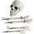 5pc Halloween Skeleton Head, Arms and Legs